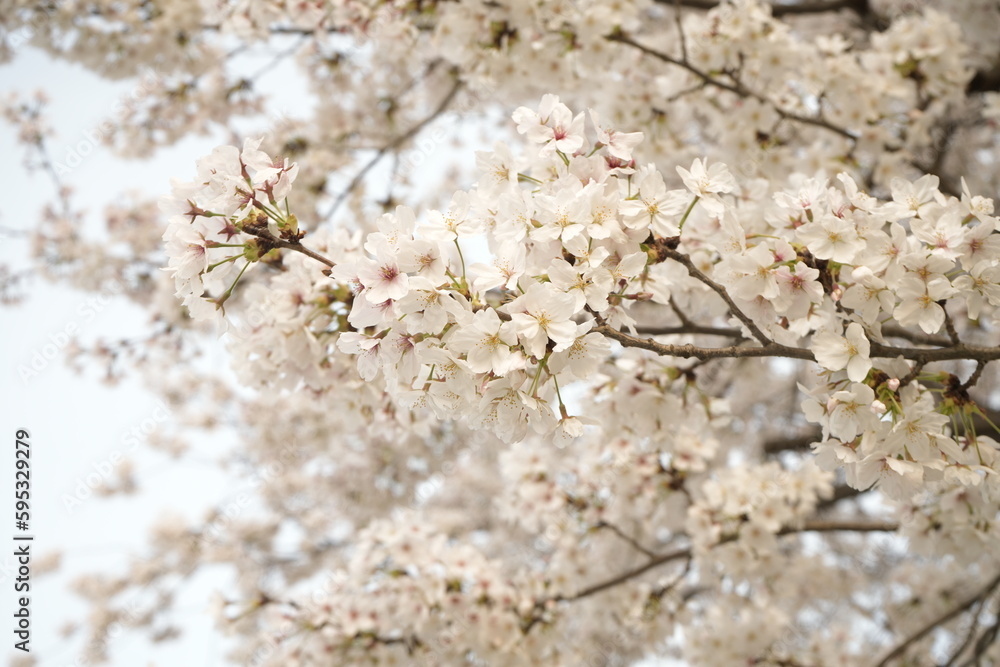 Cherry Blossoms Flower, Japanese Sakura blooming in Spring, Blurred Background - ピンク 春の花 桜 Cherry Blossoms Flower, Japanese Sakura blooming in Spring, Blurred Background - ピンク 春の花 桜