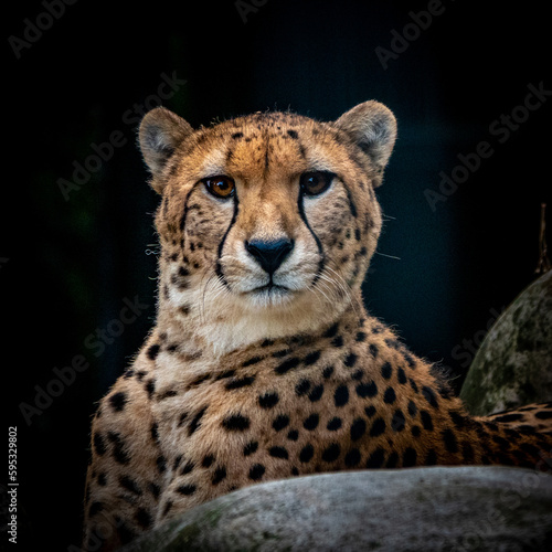 Portrait  Gepard  Katze 