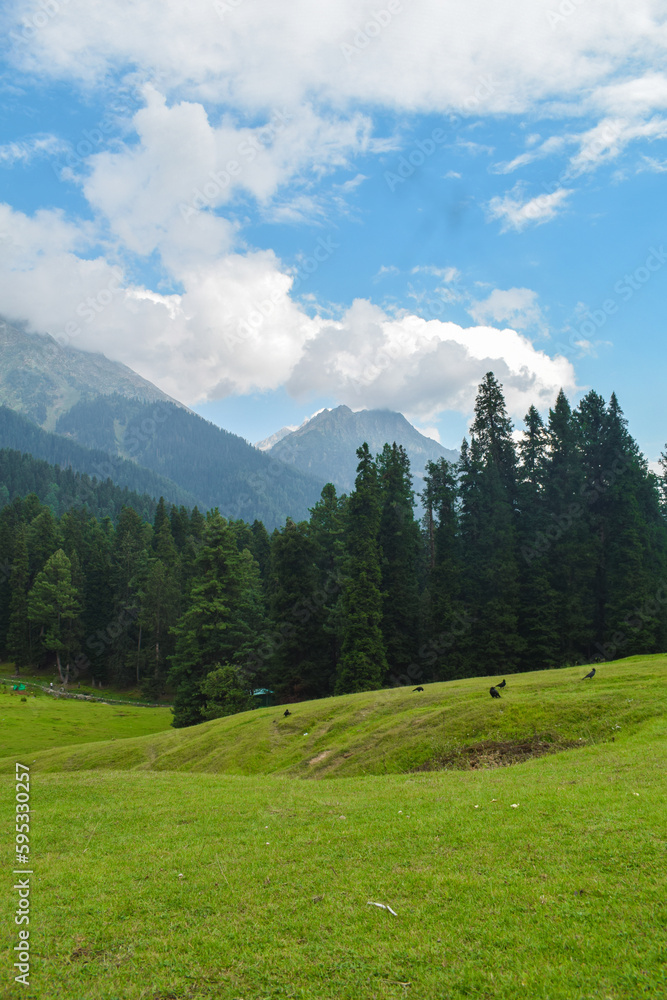 landscape in the summer landscape in the summer