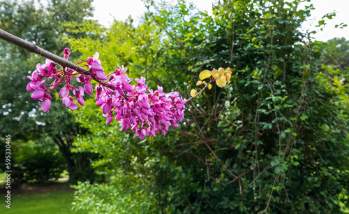 Fototapeta Naklejka Na Ścianę i Meble -  macro di fioriture color viola in primavera nel parco