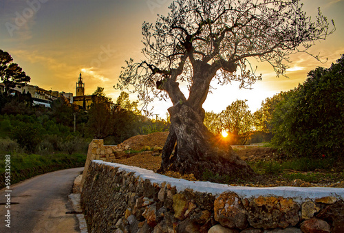 Old olive tree with background of sunset in a village.