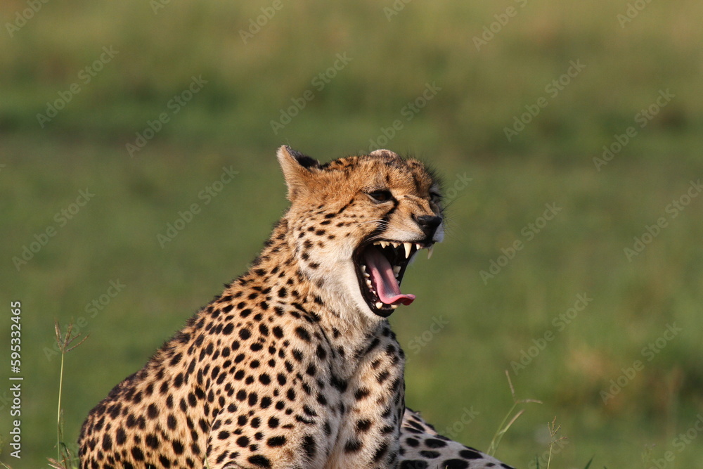 Portrait if a young cheetah laying on termite mound and yawning Portrait if a young cheetah laying on termite mound and yawning