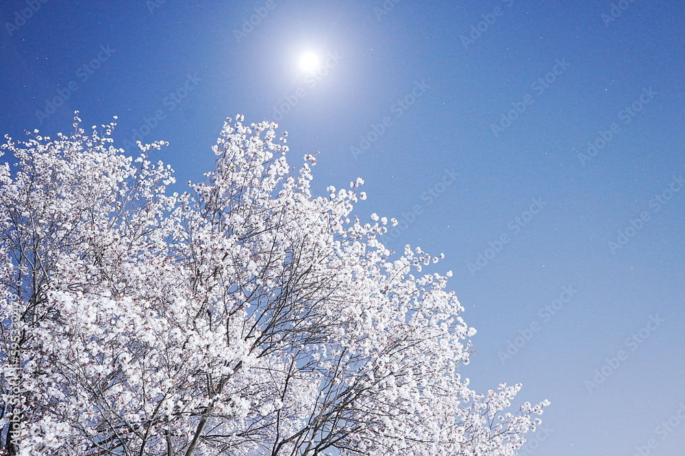 Cherry Blossoms Flower, Japanese Sakura blooming in Spring, Starry Night Background - ピンク 春の花 桜 夜景 星