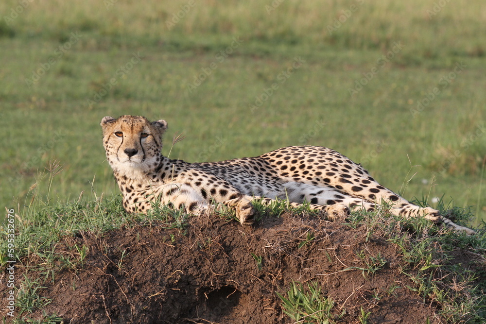 Closeup of a cheetah resting on termite mound