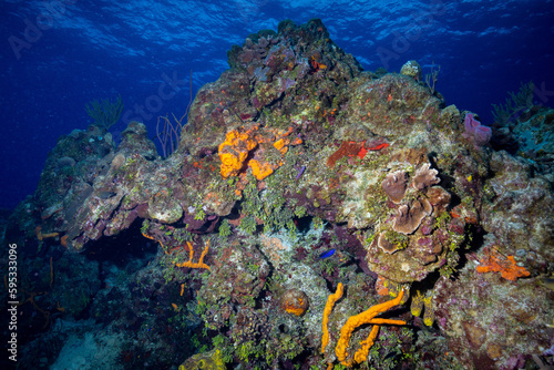 Fototapeta Naklejka Na Ścianę i Meble -  Mesoamerican Reef