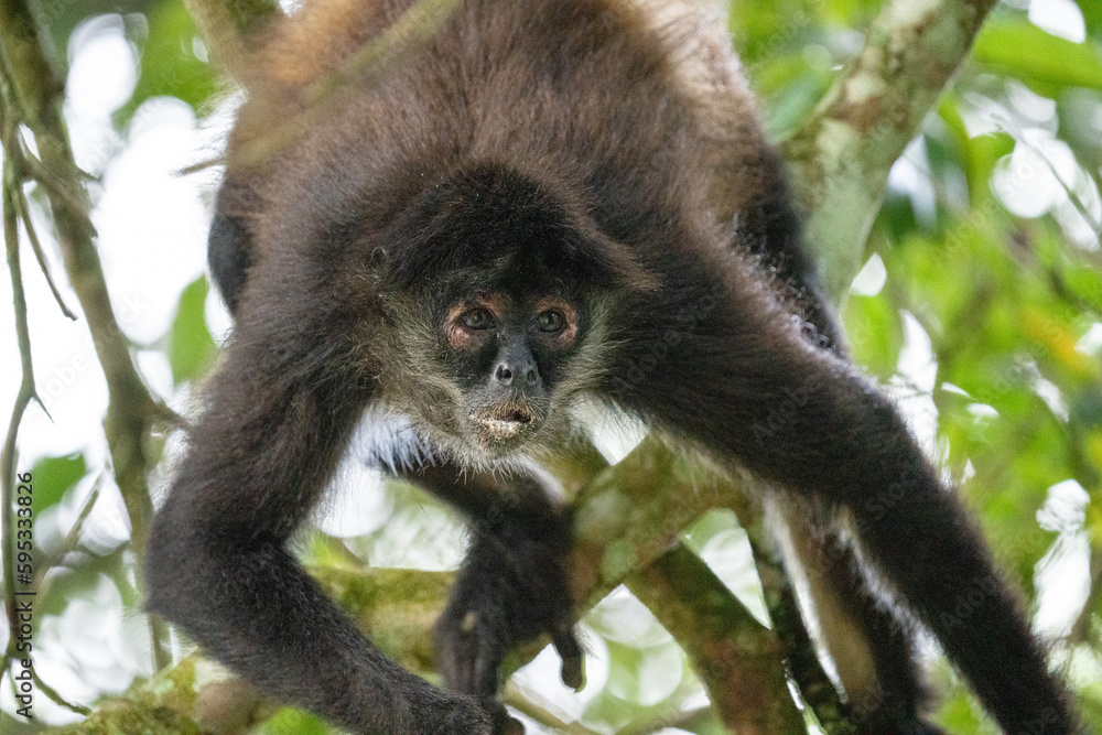 Naklejka premium Yucatán spider monkey