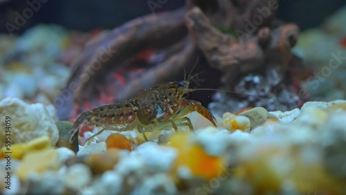 Close up of a crayfish prawn in rocks in hobby fish pool. Crayfish are freshwater crustaceans, known as crawfish, freshwater lobsters and mudbugs or yabbies. photo