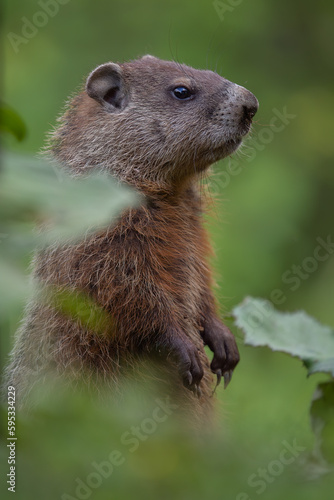 Marmot standing up and lookout