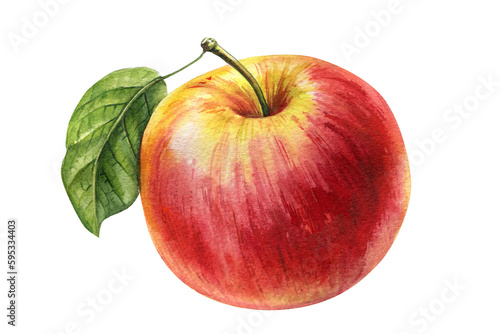 Watercolor apples watercolor illustration on a branch isolated on white background