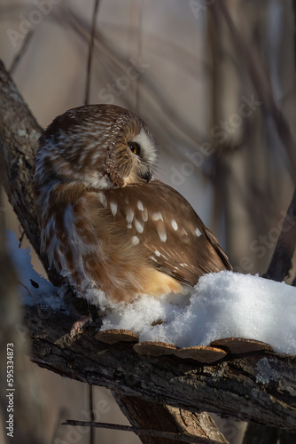 Northern saw-whet owl in winter