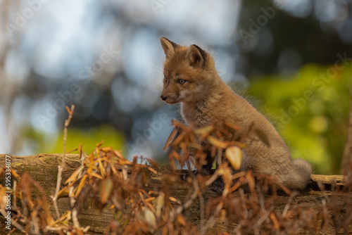 Baby fox on a tree stump