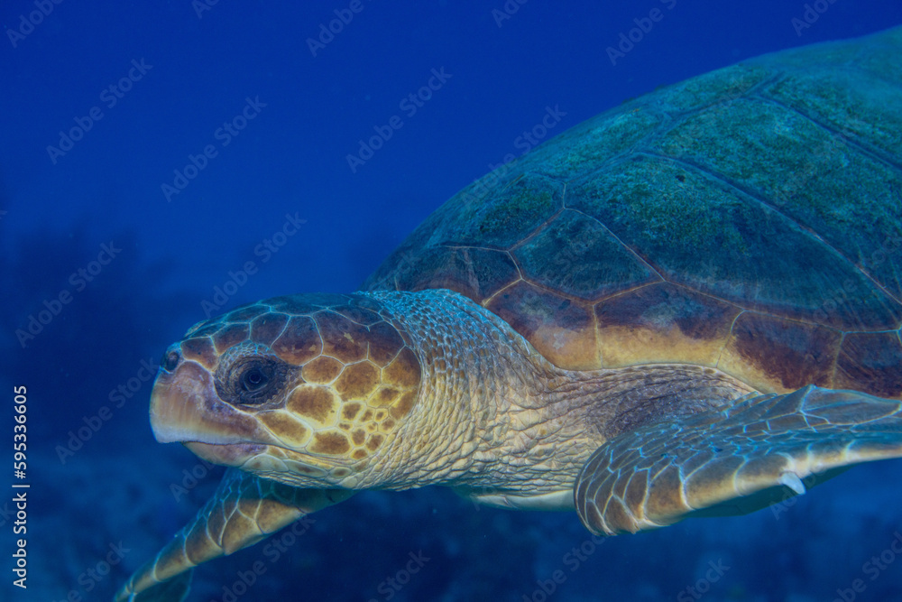 Obraz premium Green sea turtle 