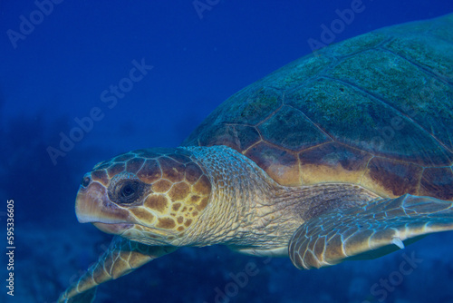 Green sea turtle 