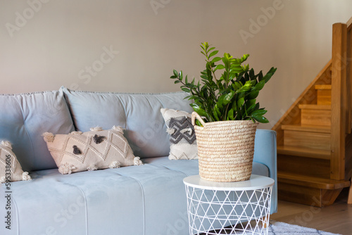 green home plant near sofa, zamioculcas at interior. Modern living room wooden stairs, blue pillow
