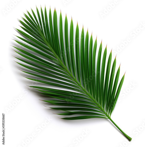Palm tree leaf isolated
