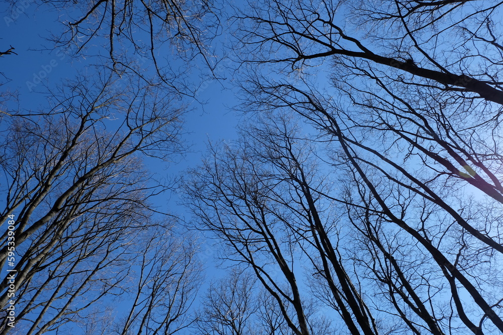 Fototapeta premium tree branches without leaves against blue sky