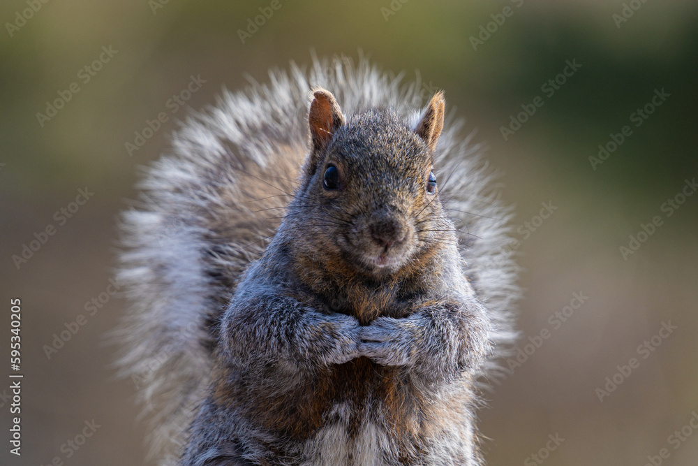 Obraz premium squirrel in the park