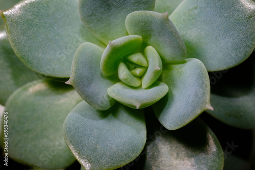 Obraz na plátně Rosette of echeveria desmetiana, macro, top view