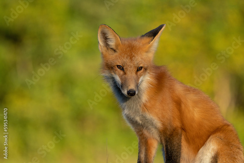 Red fox © Griffin