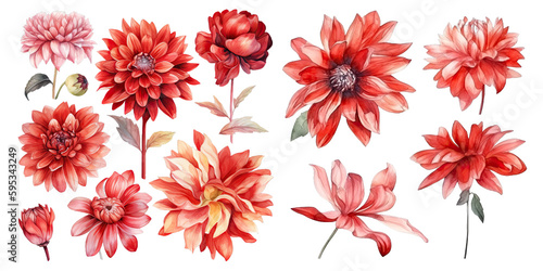 Set of red flower watercolor elements on transparent background