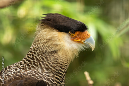 Crested caracara