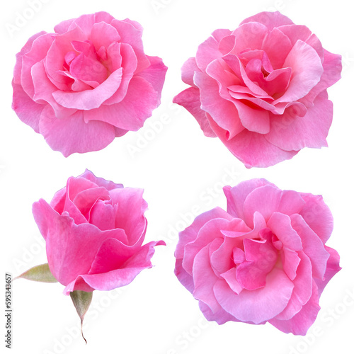 Roses buds cutout, pink rose flowers isolated on background, PNG file.   © Svetlana Parshakova