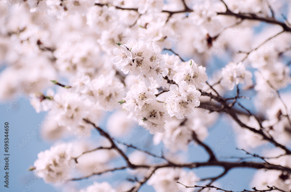 Apricot tree blossoms