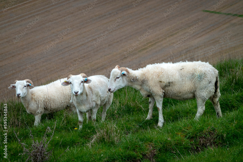 Obraz premium A group of three sheep on a hillside with un-docked tails and faeces
