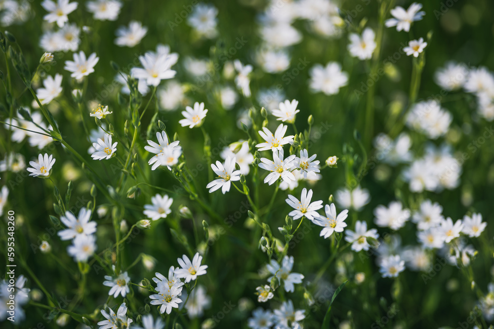 Stellaria flowers view from above selective focus Stellaria flowers view from above selective focus