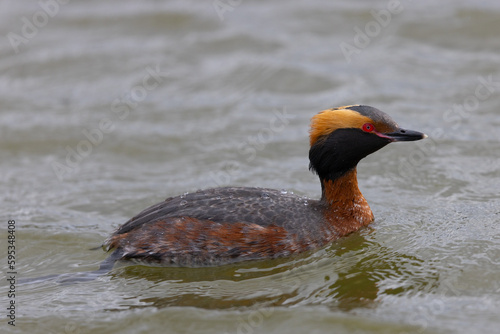 Close view of a horned grebe (breeding), seen in a North California marsh