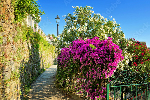 Fototapeta Naklejka Na Ścianę i Meble -  Vibrant purple bougainvillea flowers lining a walkway along the Cinque Terre hiking trails, Italy