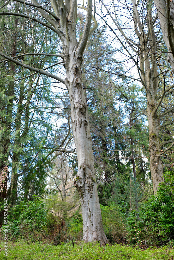 Fototapeta premium Stanley park spring trees without leaves spring water greenery sky stones bare branches waiting for blossoming beauty clean air walk weekend nature park Vancouver Canada 2023