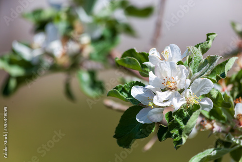 Apple Blossoms in Spring in Western Colorado