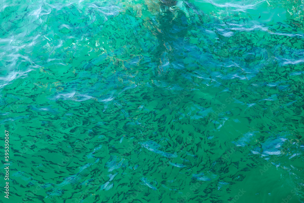 flock of fish in shallow water in the sea with green clear water