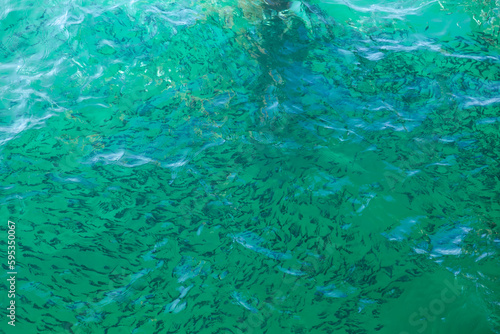 flock of fish in shallow water in the sea with green clear water