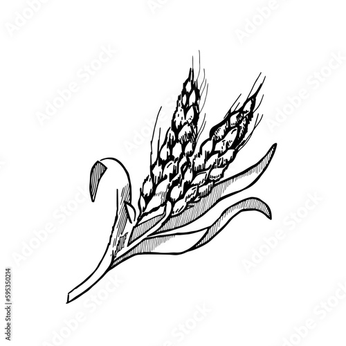 Black and white sketch of wheat grain hand drawn. Isolated on white background.