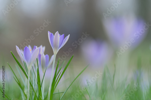 spring crocus flowers in purple