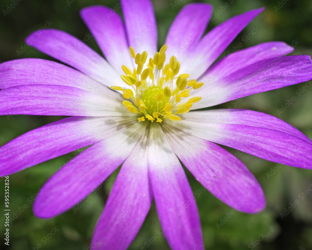 Extreme close-up of a pink Anemone blanda flower Extreme close-up of a pink Anemone blanda flower