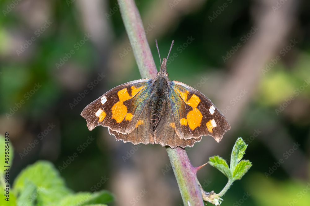 Libytheidae / Çitlembik Kelebeği / European Beak / Libythea celtis