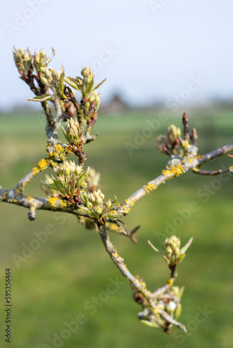 Close up of buds on a pear tree at green cluster growth stage