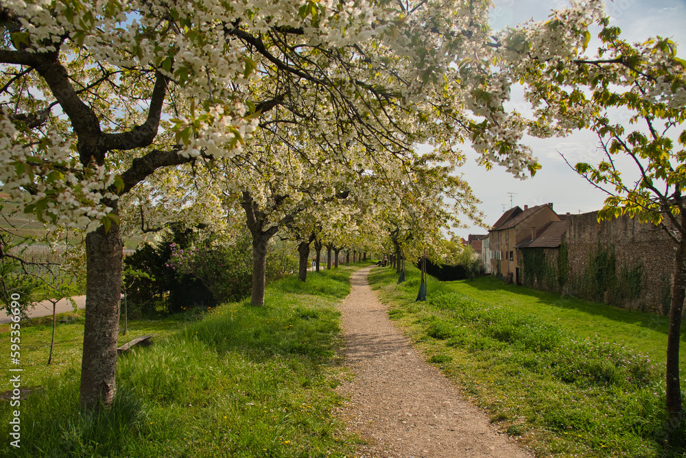 Frühling in Kientzheim im Elsass Frühling in Kientzheim im Elsass