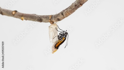 Development and transformation stages of Butterfly Danaus Chrysippus Monarph hatching out of pupa to butterfly. Isolated on white background.