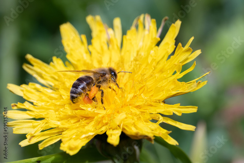 bee collecting honey honeybee carnica yellow 
