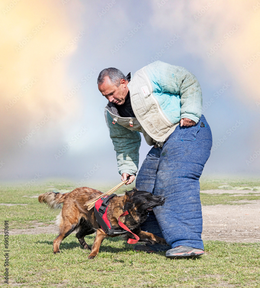 training of belgian shepherd training of belgian shepherd