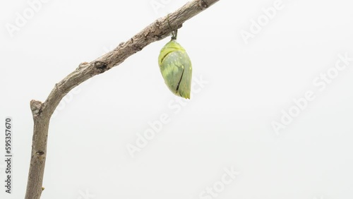 Development and transformation stages of Butterfly Morpho hatching out of pupa to butterfly. Isolated on white background.