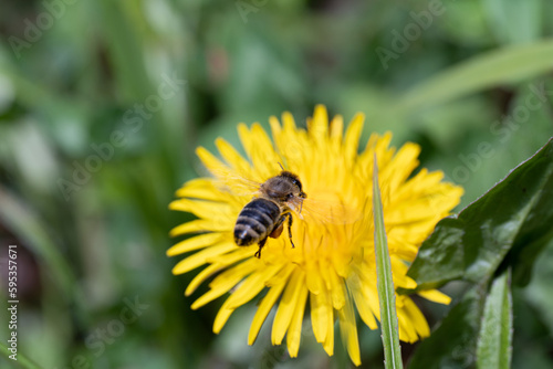 bee collecting honey honeybee carnica yellow 