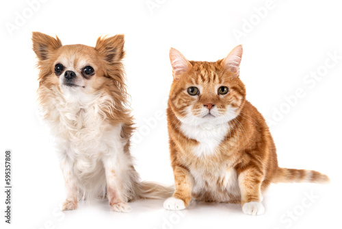 Fototapeta Naklejka Na Ścianę i Meble -  ginger cat and chihuahua in studio