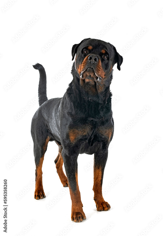 Obraz premium rottweiler in studio