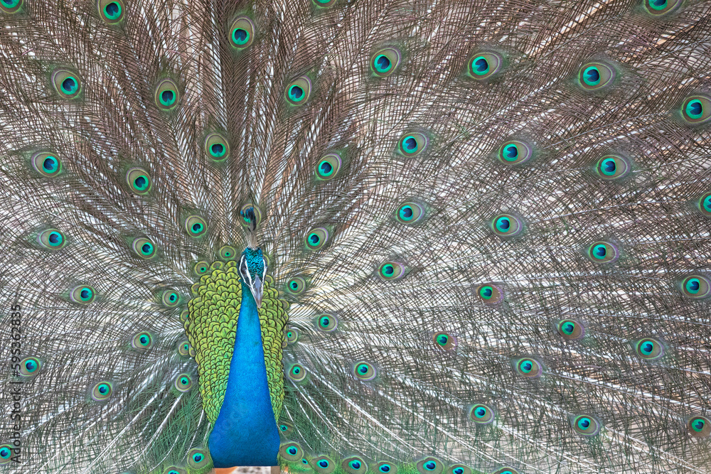 Obraz premium A male peach shows it's beautiful plumage during a mating dance.