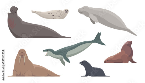 Flat set of pinnipeds. Isolated animals on white background. Vector illustration